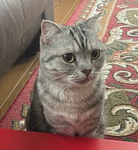 愛猫アビもさらに美人になりました♪