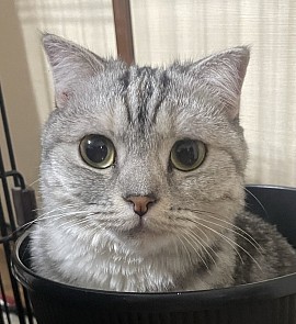 愛猫アビもさらに美人になりました♪